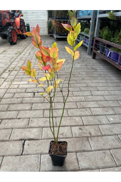 Лохина Река горшок п9